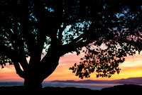 tree sunset -8506